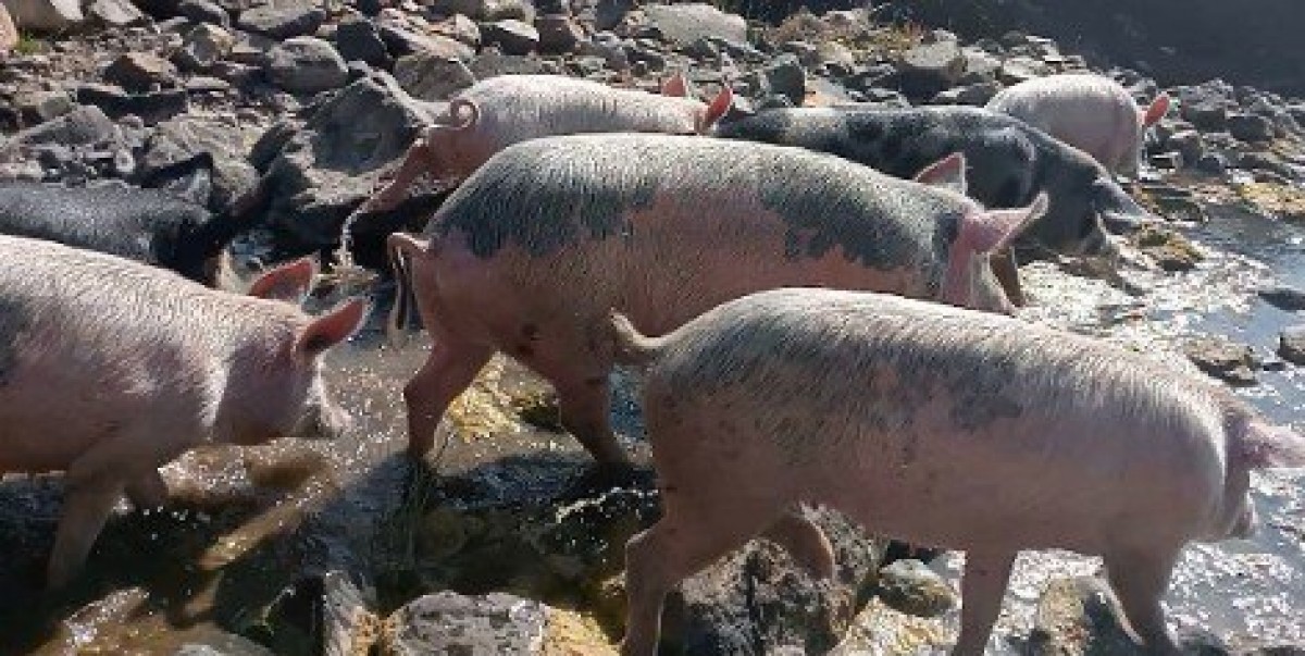 Life pig for meat from Ethiopia